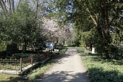 914011 Gezicht op een laan in de 1e Algemene Begraafplaats Soestbergen (Gansstraat) te Utrecht.